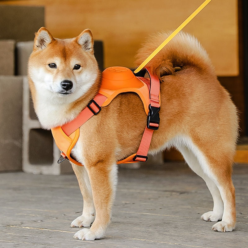 Adjustable Harness & Leash