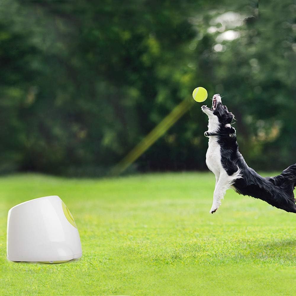 Dog playing hotsell with ball launcher