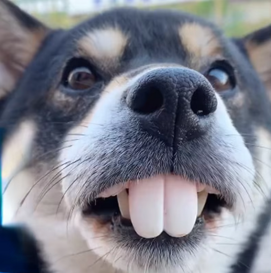 Funny Dog Teeth